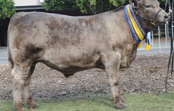 2012 Sydney Royal Reserve Champion Middleweight steer. Wallawong and R & J Lucas Sire-Wallawong Quorum