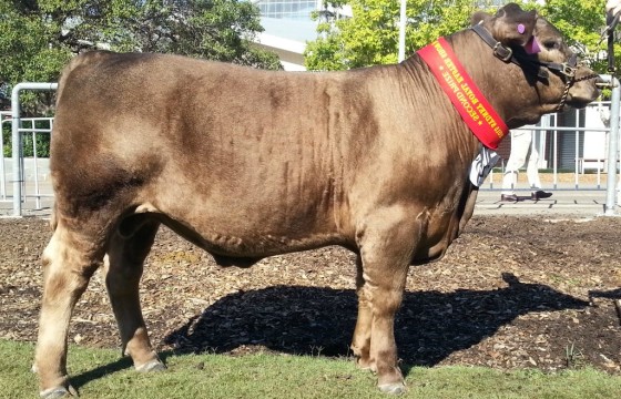 2015 Sydney Royal. 2nd place Wallawong and Toqueeza Ltd. Sire Wallawong Unbelievable