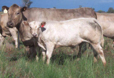 Willalooka Caldora AM P149 with calf by Lindsay Starbright S117