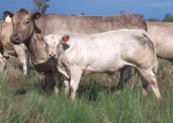 Willalooka Caldora AM P149 with calf by Lindsay Starbright S117