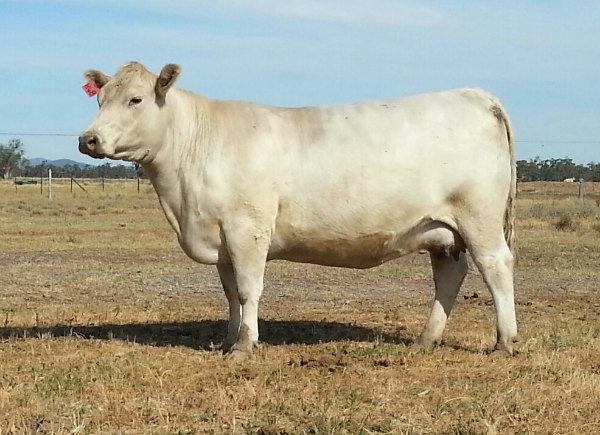 ANTOINETTE Young cow Bundaleer Antoinette JOS H48 murray grey heifer