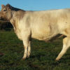 Wallawong Matilda LEJ H8 murray grey cow
