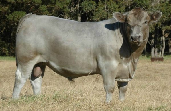 Monterey Marvellous GJB C28 cattle sire