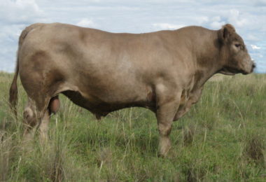 Wallawong Ripsnorter LEJ C46 stud bull