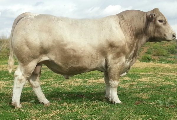 Wallawong Winchester LEJ H66 stud bull, son of Starbright. Result of Embryo.