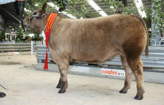 Cameron Murray Grey steer