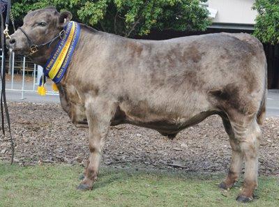 Lucas Champion steer, Wallawong Murray Greys