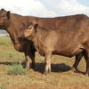 Murray Grey cow Murray Grey calf