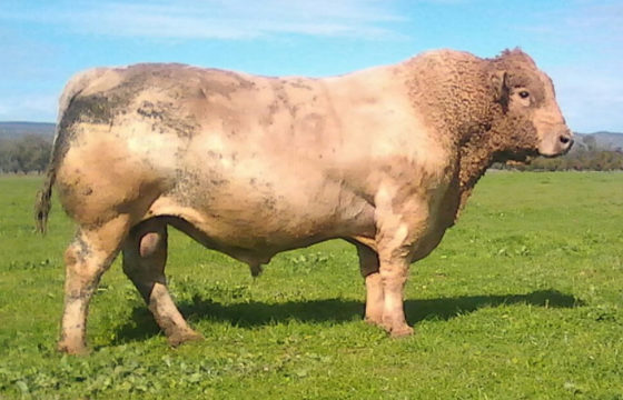 Murray Grey bull Wallawong Ripsnorter